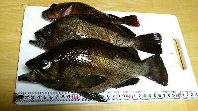 メバルが釣れました。