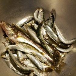 キス釣り　～鰯さん、時合短くね？～