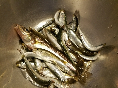 キス釣り　～鰯さん、時合短くね？～