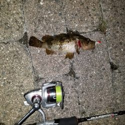 南芦屋浜メバル調査