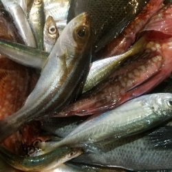 イワシ釣り ~水潮気味だがイイ感じ~