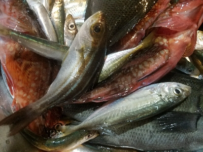 イワシ釣り ~水潮気味だがイイ感じ~