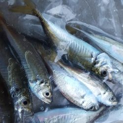 松阪港で1日遊んで来ました