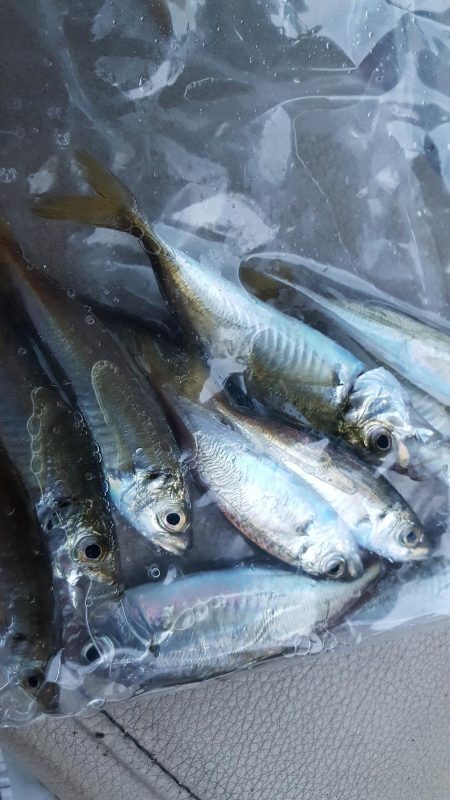 松阪港で1日遊んで来ました