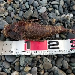 千本浜でジグサビキ！