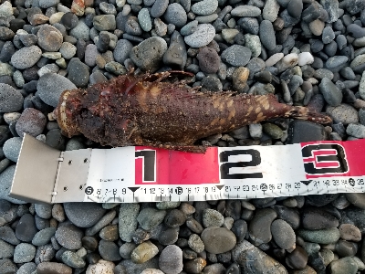 千本浜でジグサビキ！