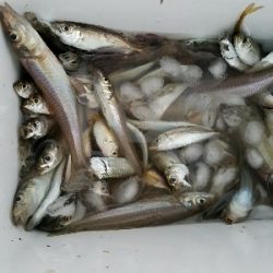 キス釣り　～丁寧に誘うといい～