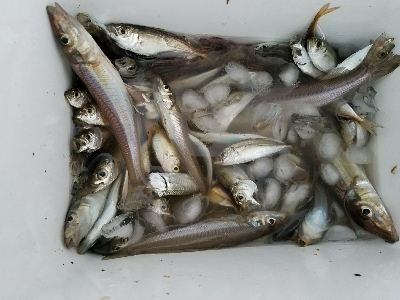 キス釣り　～丁寧に誘うといい～