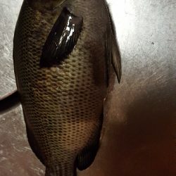 チヌを釣りたくて