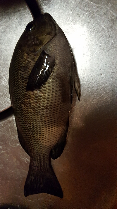 チヌを釣りたくて