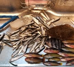 サビキとごかい　梅雨の合間