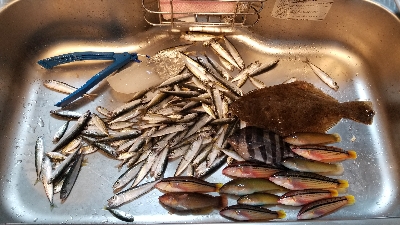 サビキとごかい　梅雨の合間