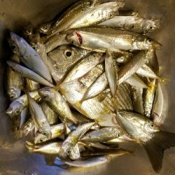 キス釣り　～ヘダイも出た！～