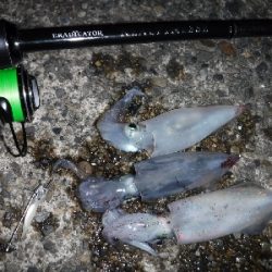 またまたライトエギング‼️