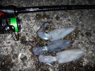 またまたライトエギング‼️