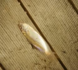 豆アジいらっしゃいました