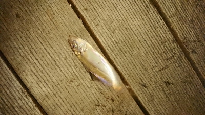 豆アジいらっしゃいました