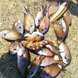 ベラが接岸していない