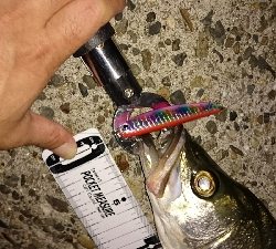 花見川シーバス