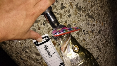 花見川シーバス