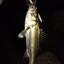 安定の花見川シーバス