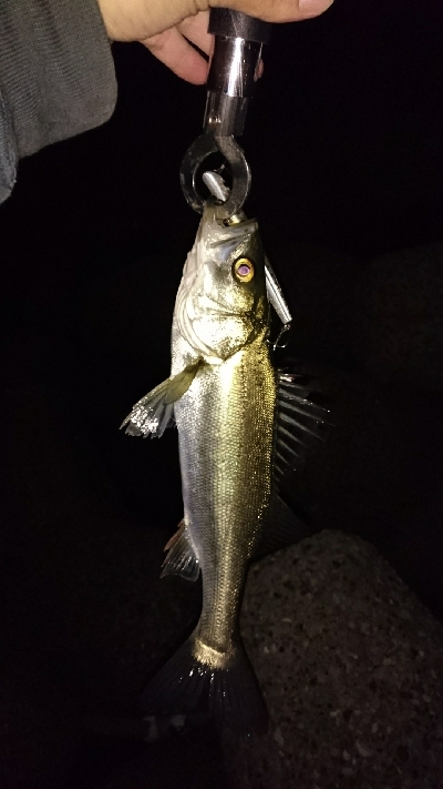 安定の花見川シーバス