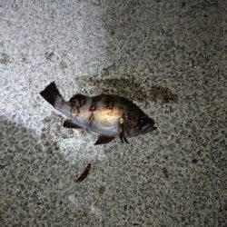 サイズがイマイチ