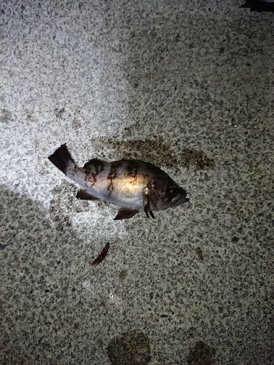 サイズがイマイチ