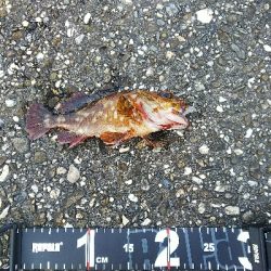 朝はイマイチ、夕方は爆釣