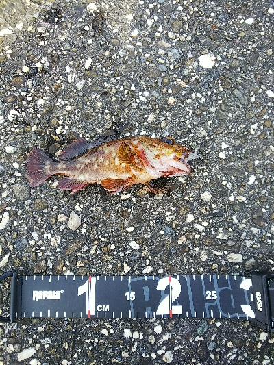 朝はイマイチ、夕方は爆釣