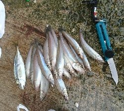 今年初のキス釣り