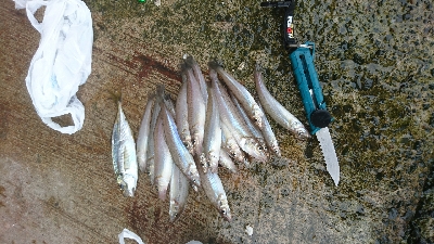 今年初のキス釣り