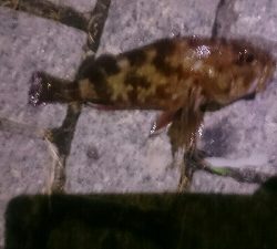 welcome to gashiland