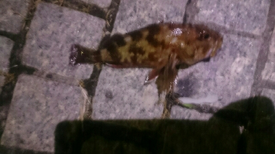 welcome to gashiland