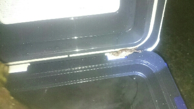 gashiland 2 ~endless rain~