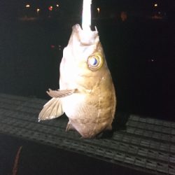 シーバスしか釣れない．．．