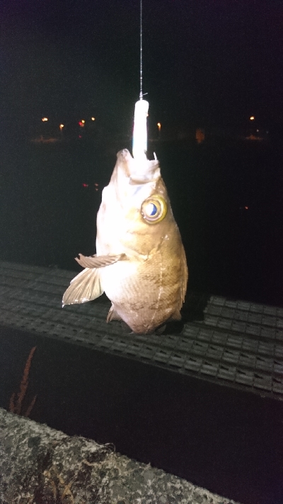 シーバスしか釣れない．．．