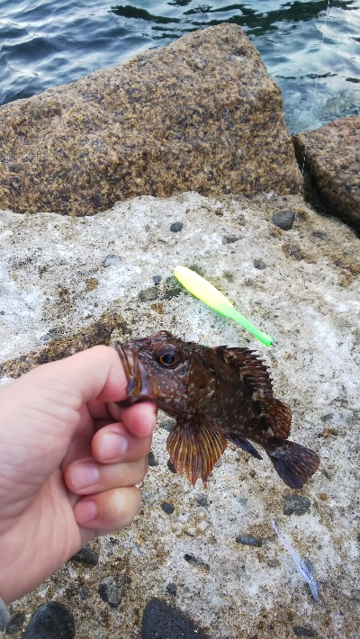 イカおらんのぅ