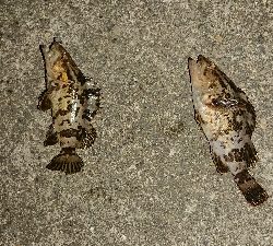 アジはまだか？