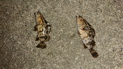 アジはまだか？