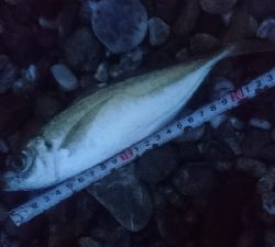 仁淀川河口サーフ春野 ライトショアジギング