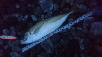 仁淀川河口サーフ春野 ライトショアジギング