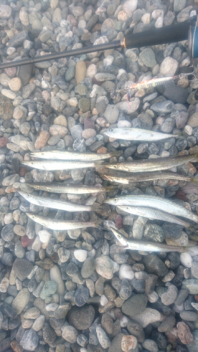 仁淀川河口周辺サーフ カマス