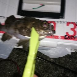 まだまだメバル!