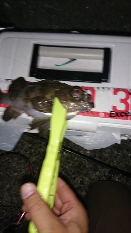 まだまだメバル!