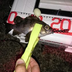 梅雨？メバル。