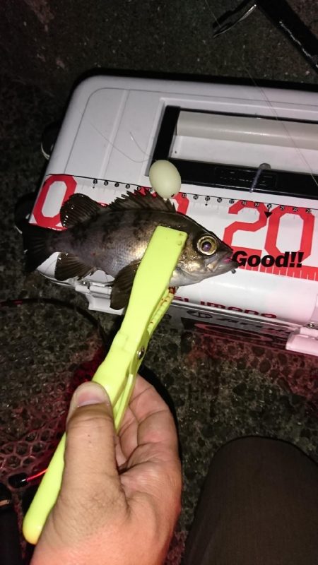 梅雨？メバル。