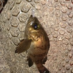 ナイスなメバル!