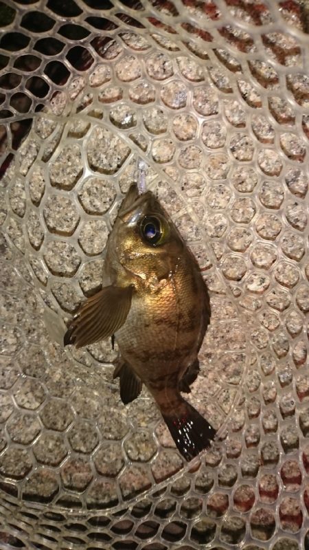 ナイスなメバル!