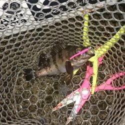 ライトゲーム！